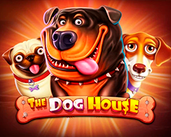 Dog House